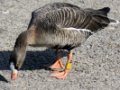 Lesser White-Fronted Goose (WWT Slimbridge March 2011) - pic by Nigel Key